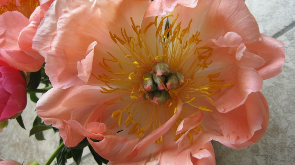 Kunstwerk - Planten - Pioenroos